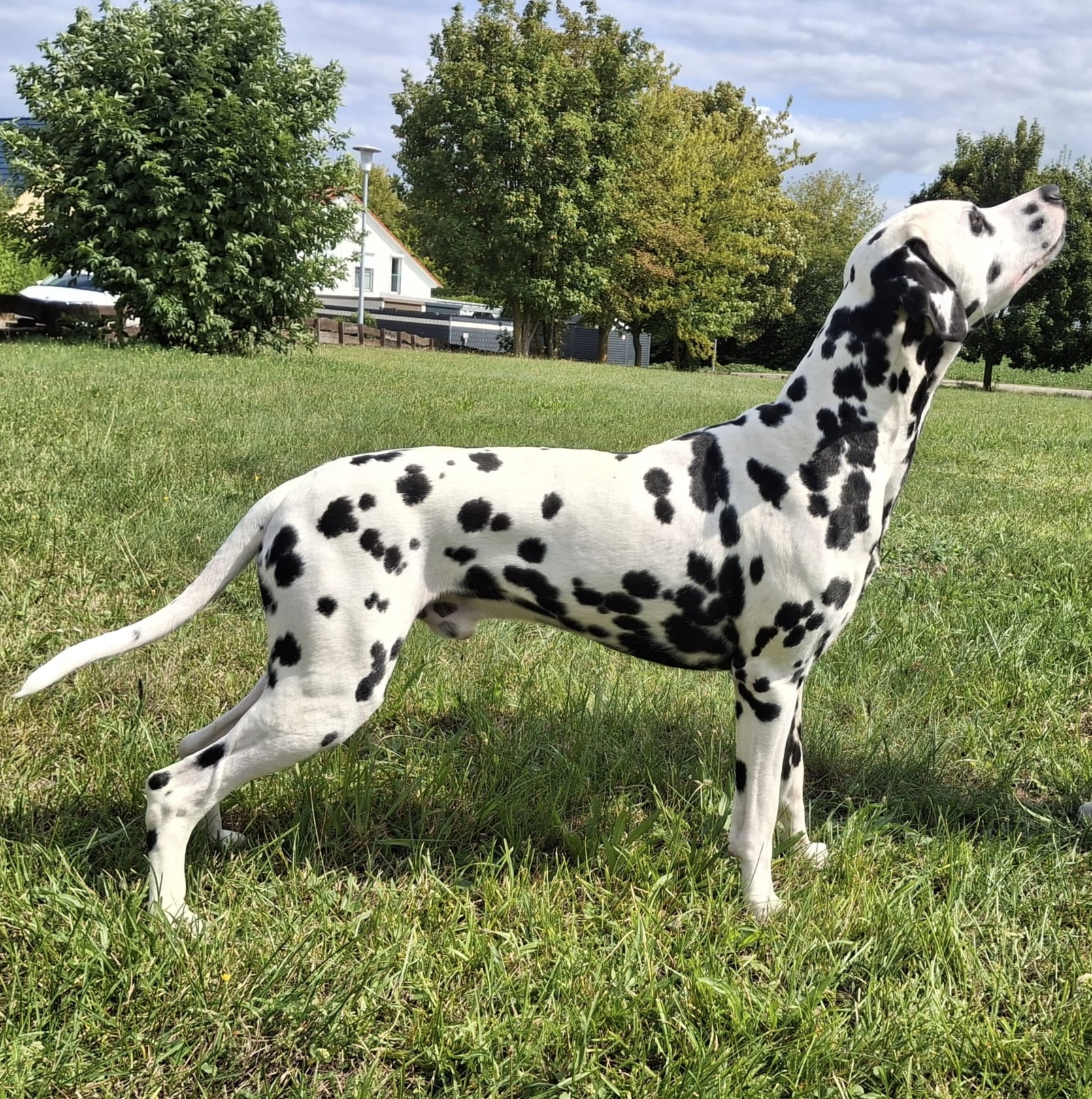 Lord Loyal – Titelbild